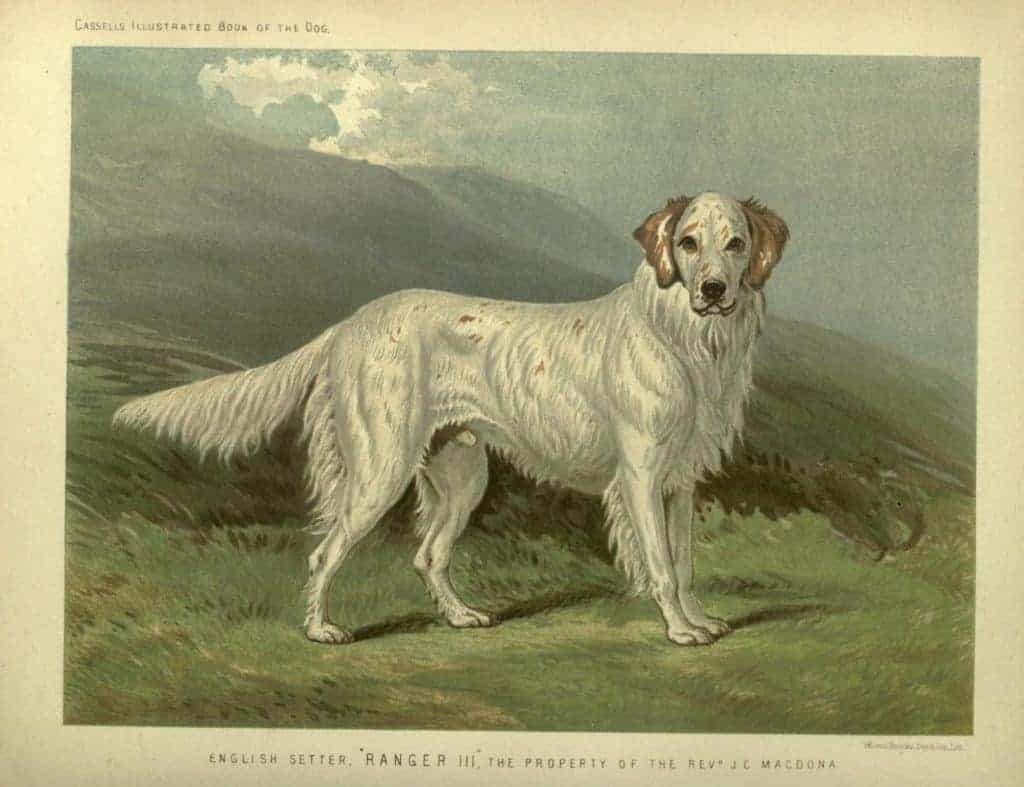 english setter with landscape behind