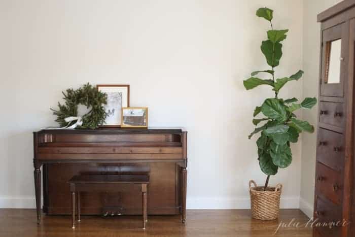 Looking into a white living room, with a vintage piano and a large fiddle leaf fig tree in the corner.