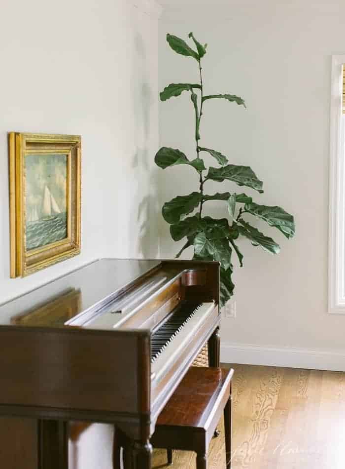 fiddle fig piano and painting