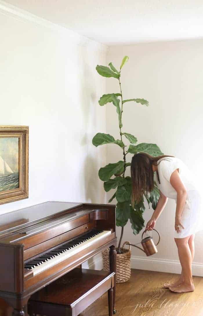 woman watering fiddle leaf fig next to piano