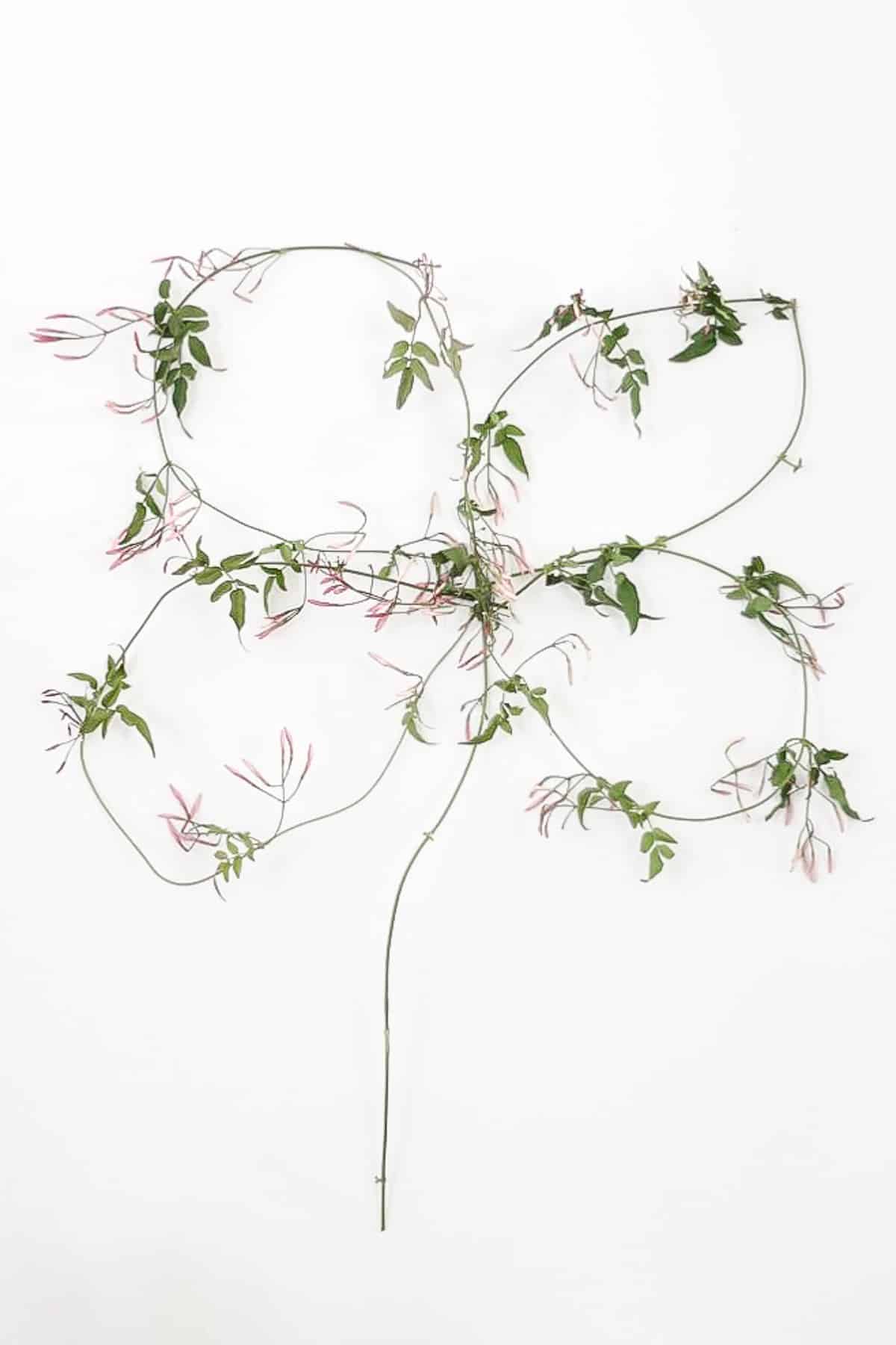 four leaf clover made from jasmine pinned to a wall