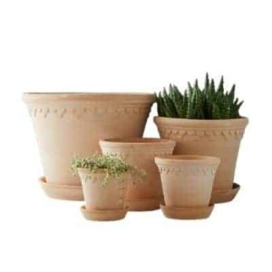 scalloped pots with plants