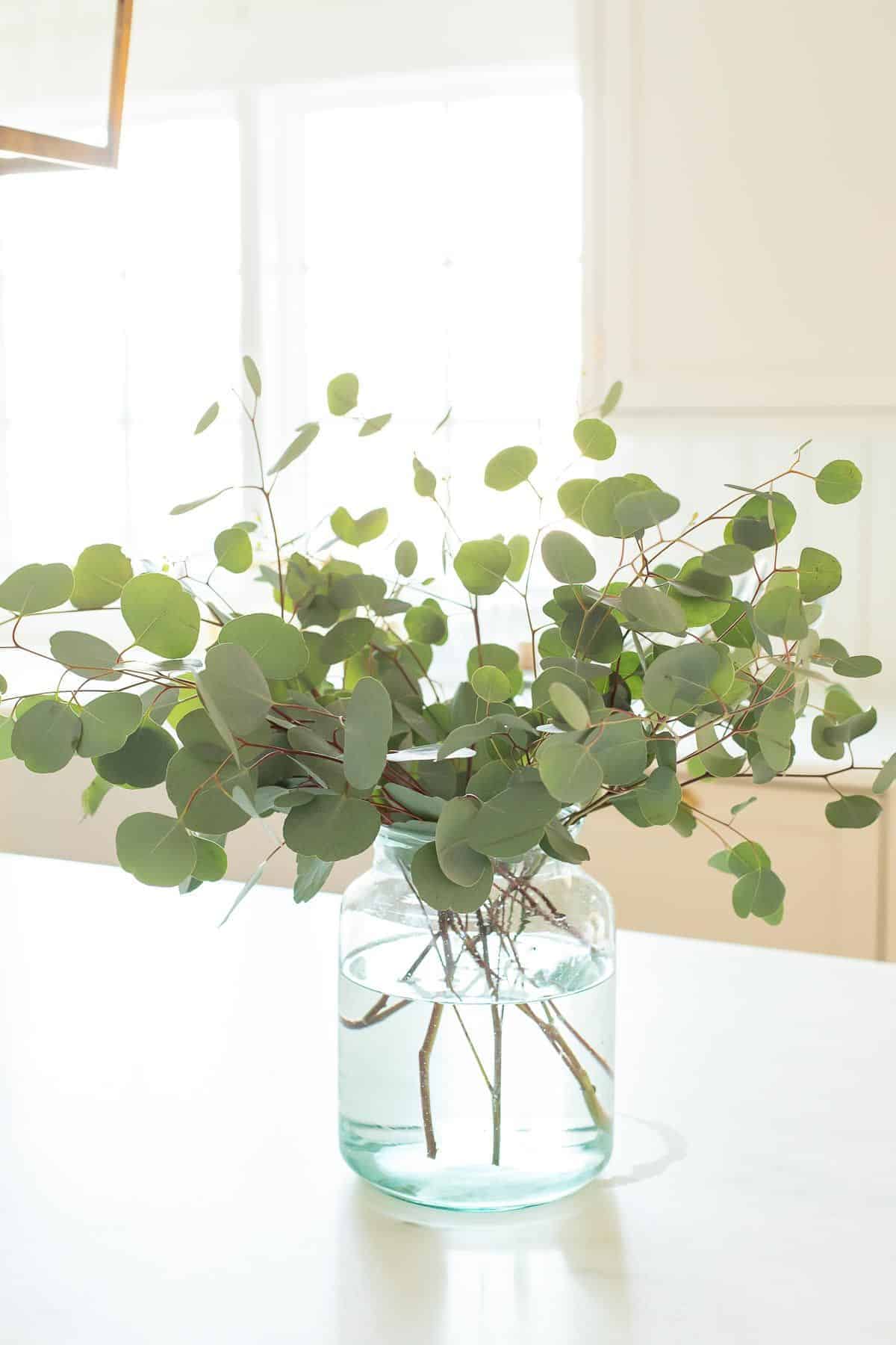 A clear glass vase on the island of a white kitchen, filled with silver dollar eucalyptus.