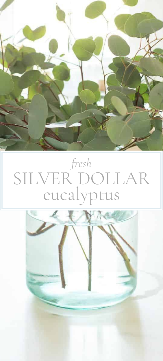 cut eucalyptus in a clear glass jar