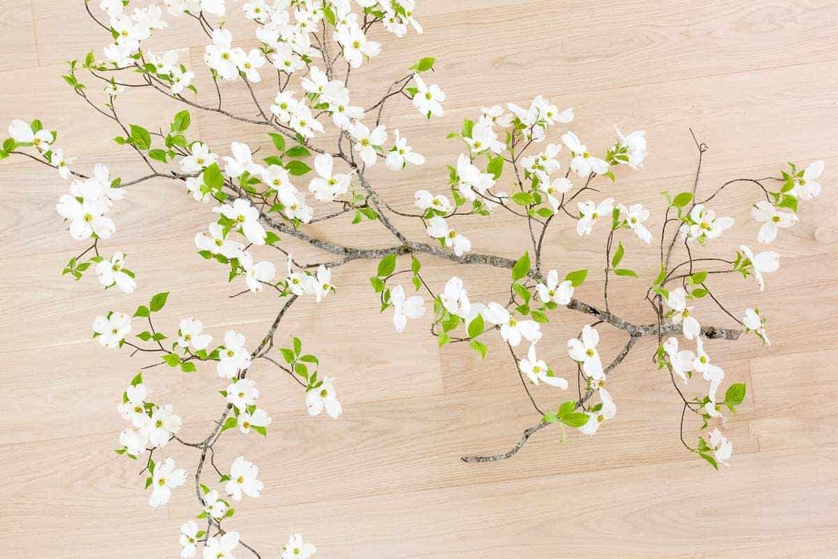 White oak floors with a branch of white blooming dogwood laying across.