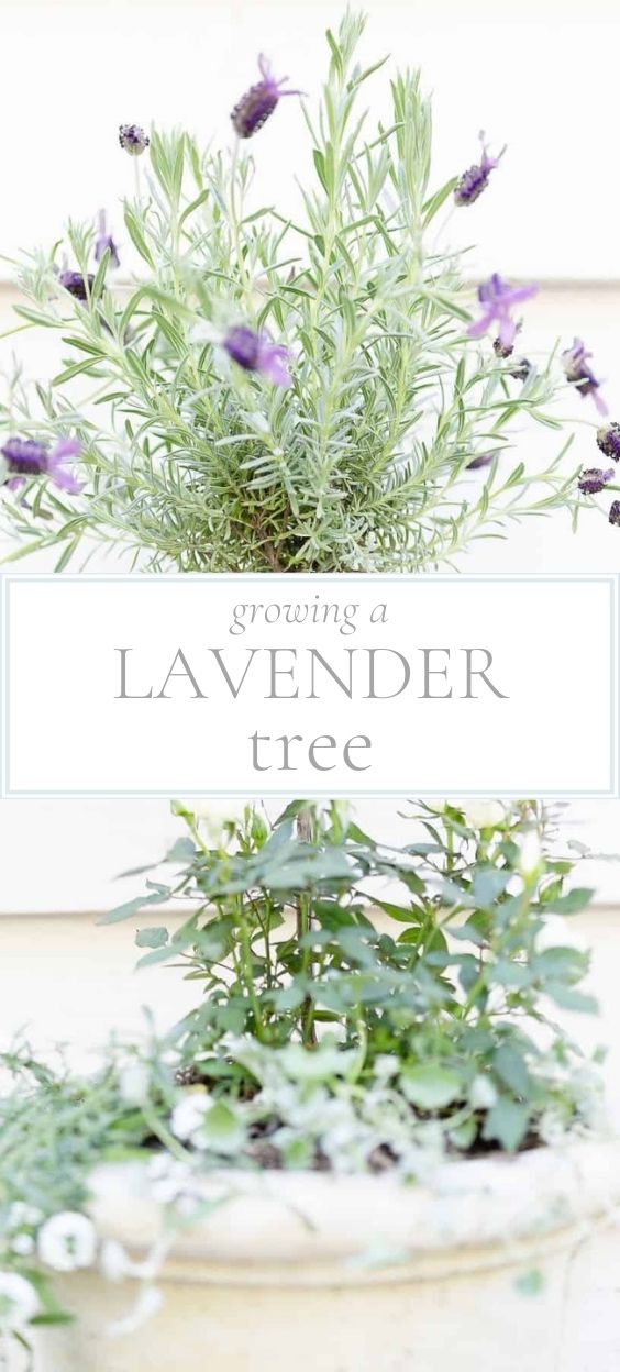 A lavender tree potted in a large white planter