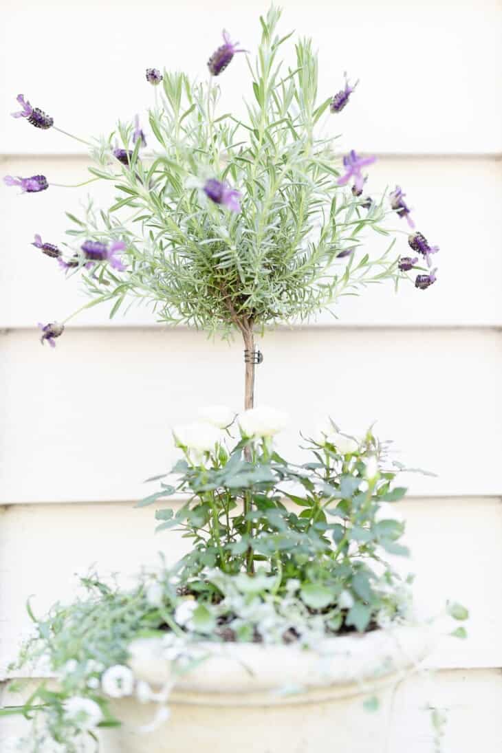 Growing a Lavender Tree Indoors or Out Julie Blanner