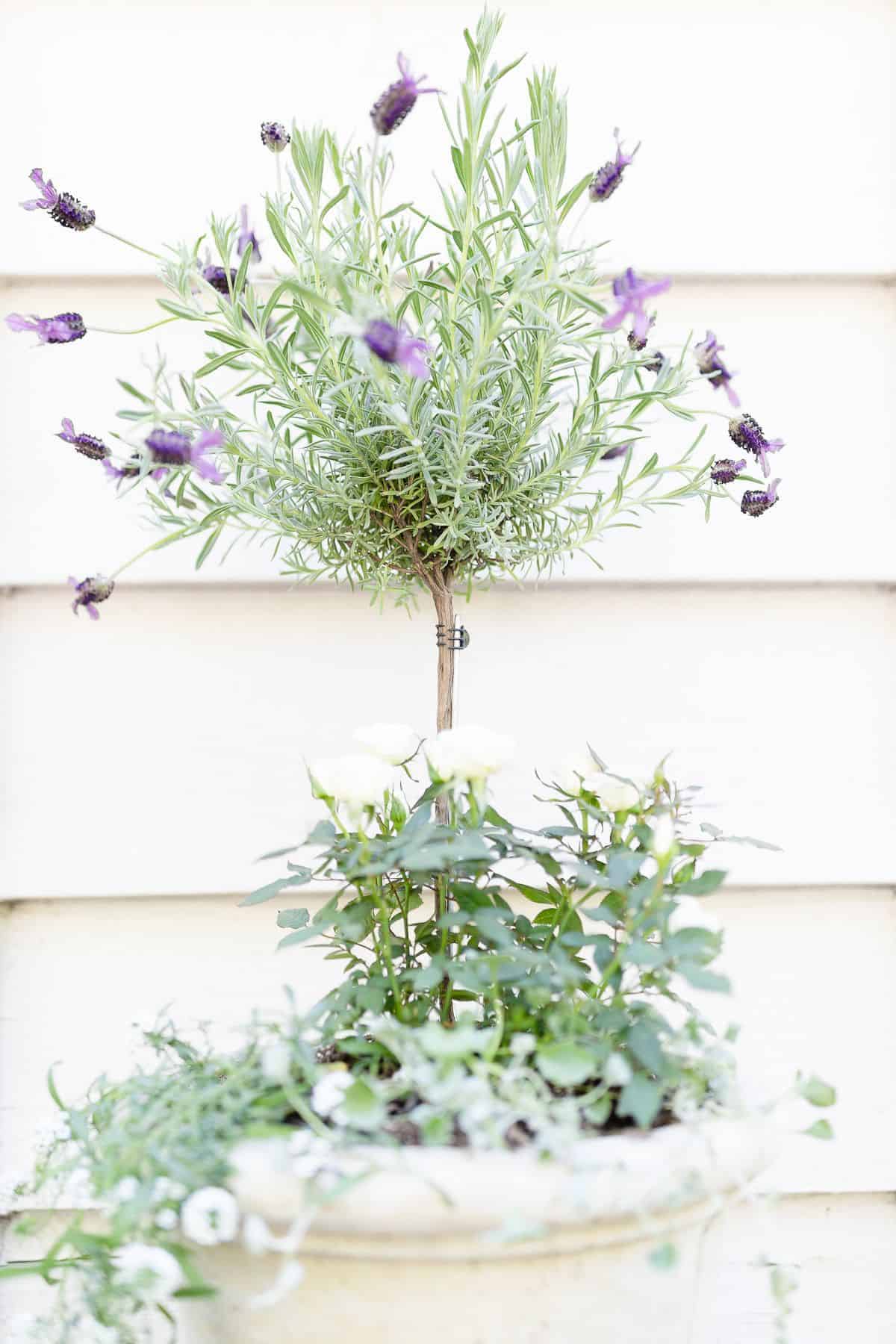 A blooming lavender tree in a white pot, with white siding behind it.