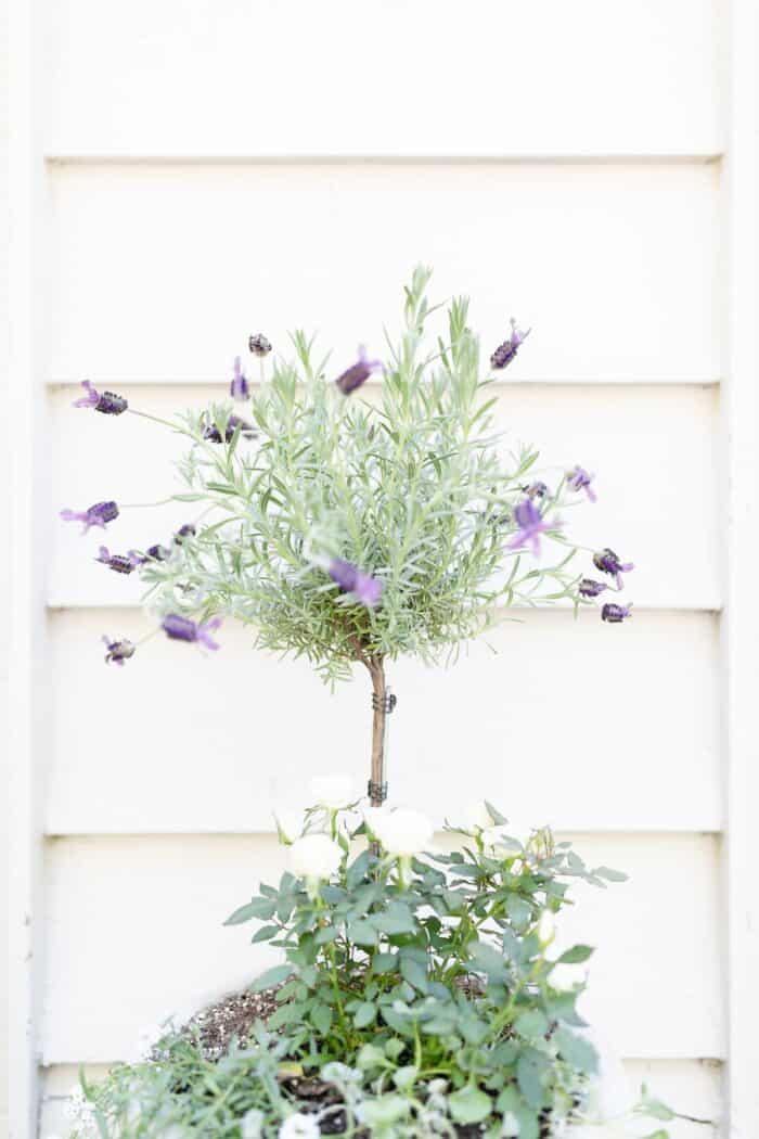 A blooming lavender tree in a white pot, with white siding behind it.