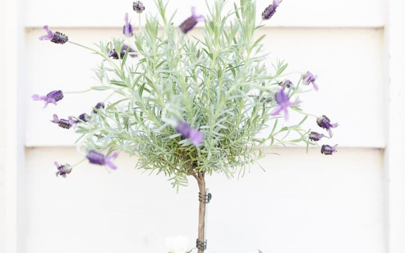 A blooming lavender tree in a white pot, with white siding behind it.