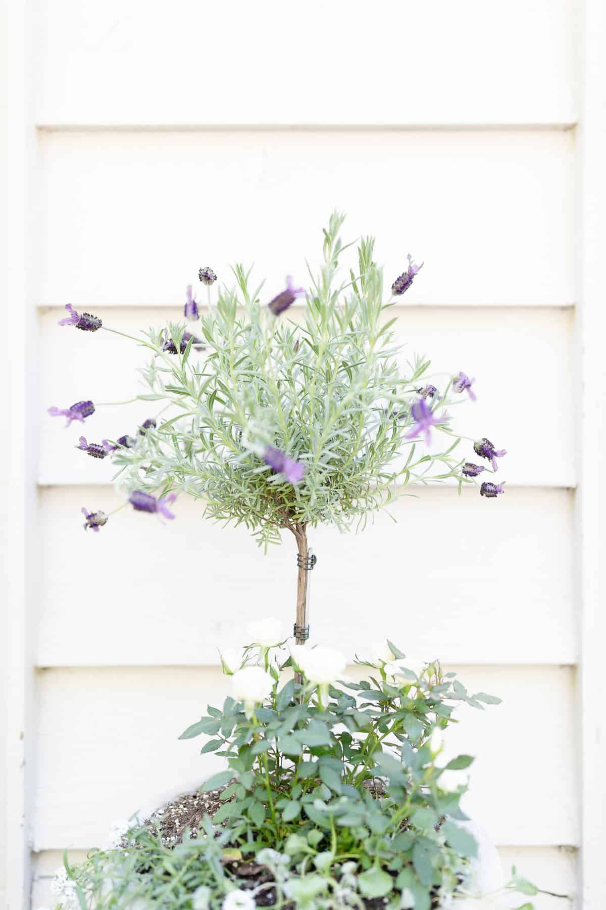 A blooming French lavender tree in a white pot, with white siding behind it.