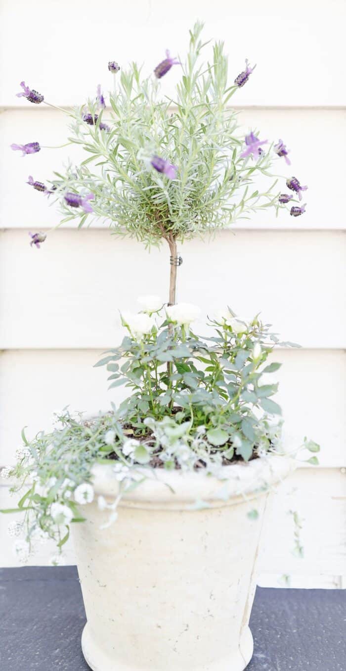 A blooming lavender tree in a white pot, with white siding behind it.