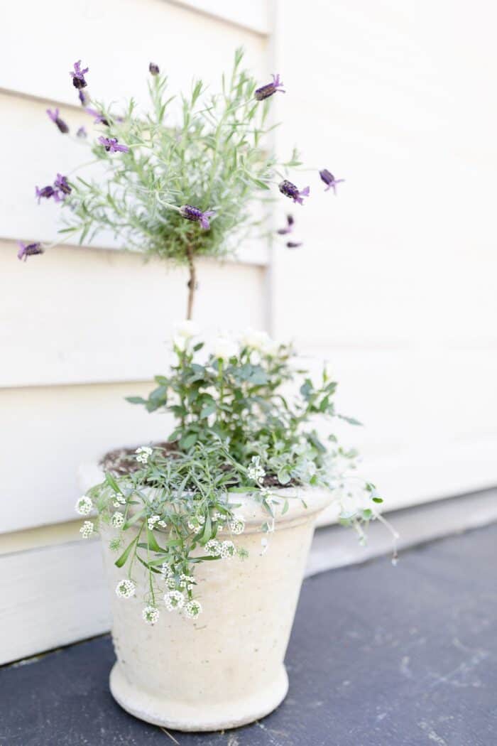 A lavender tree in a white pot, placed on a patio.