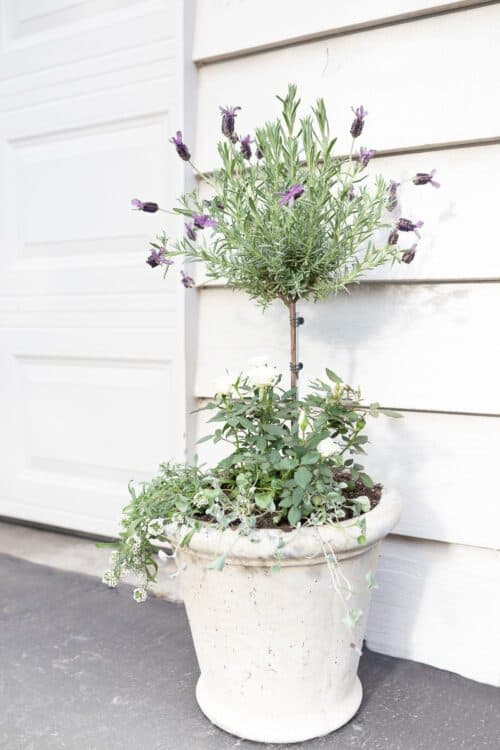 Growing a Lavender Tree Indoors or Out Julie Blanner