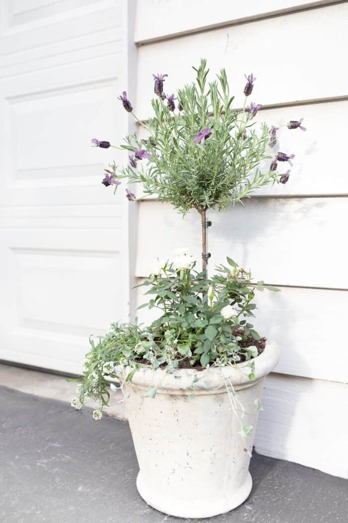 A blooming lavender topiary in front of garage doors.