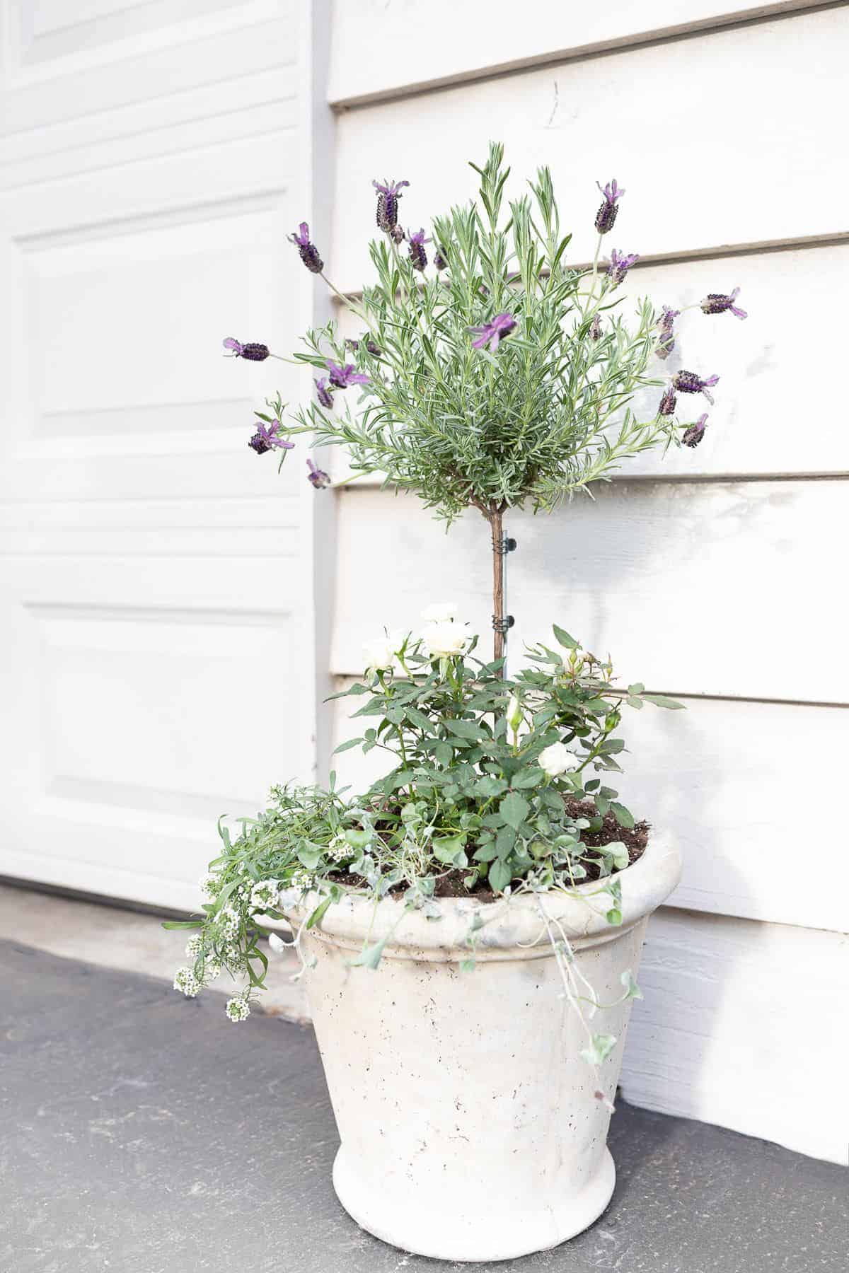 A blooming lavender topiary in front of garage doors.