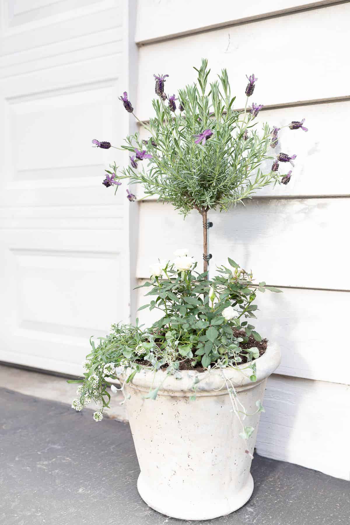 lavender topiary