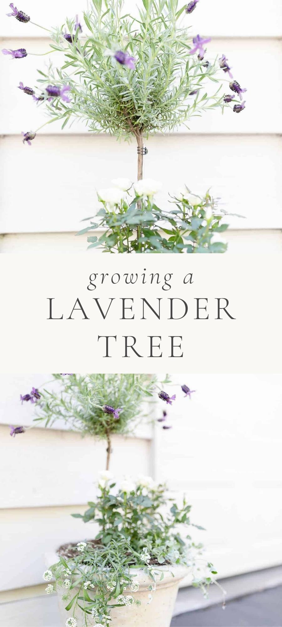 Growing a Lavender Tree Indoors or Out Julie Blanner