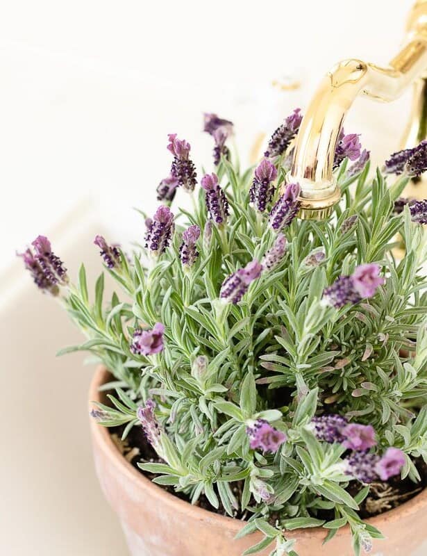 Lavandula Stoechas (French lavender) in a clay pot being watered in a white sink.
