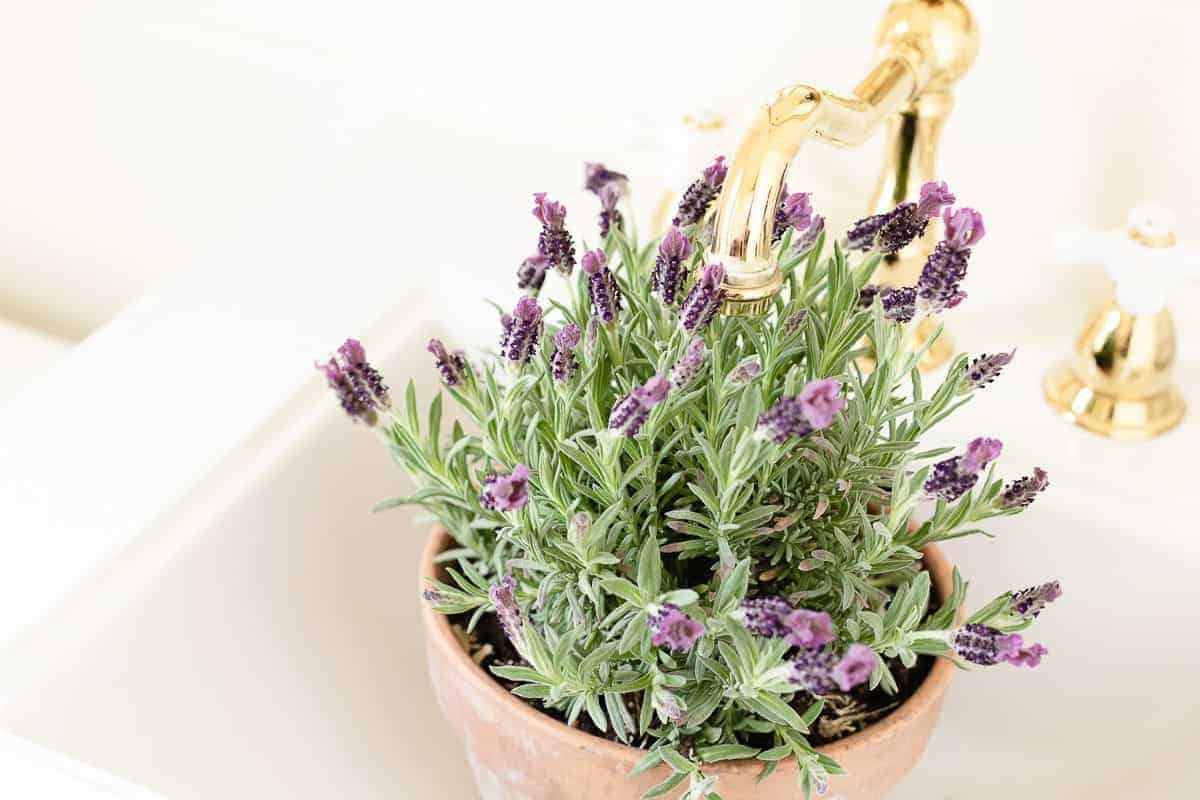 Lavandula Stoechas (French lavender) in a clay pot being watered in a white sink.