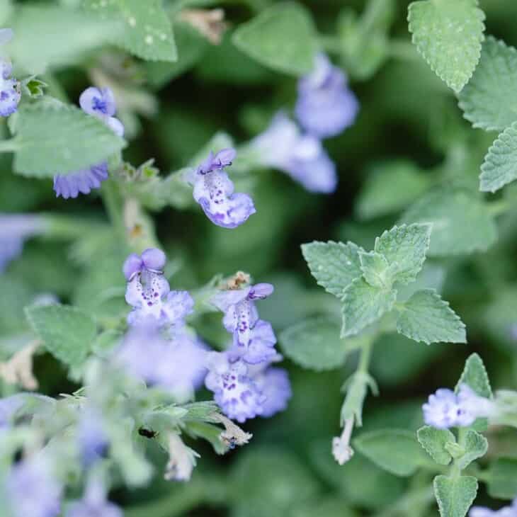 A close up of the soft lavender blue blooms of catmint (nepeta faassenii)