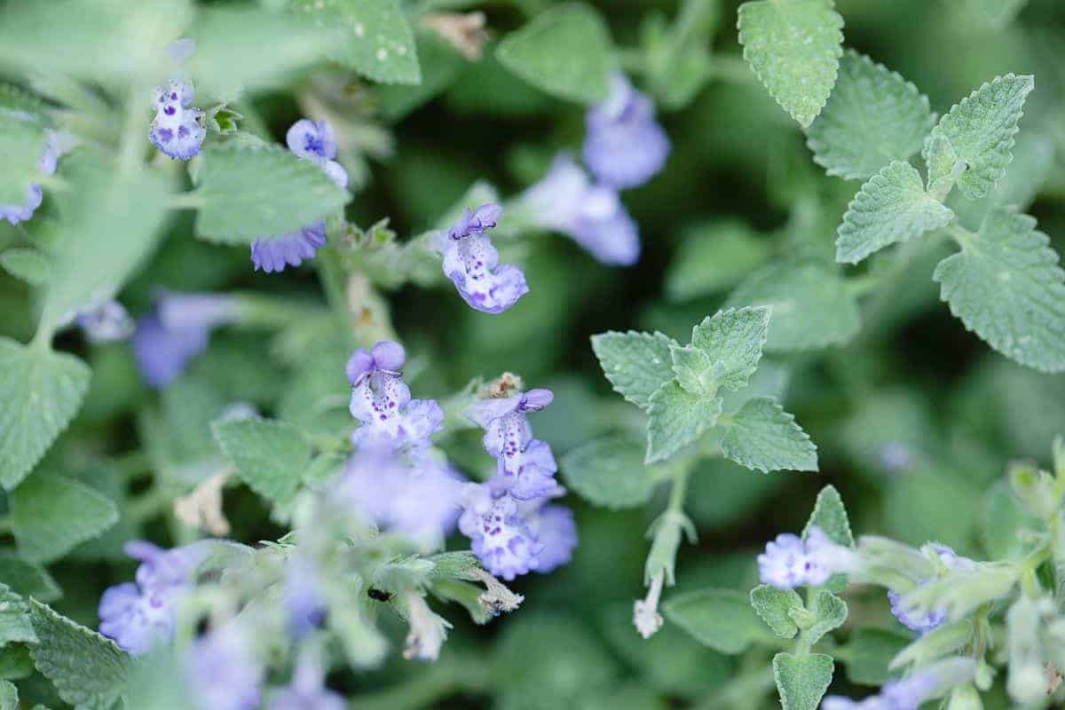 A close up of the soft lavender blue blooms of catmint (nepeta faassenii)