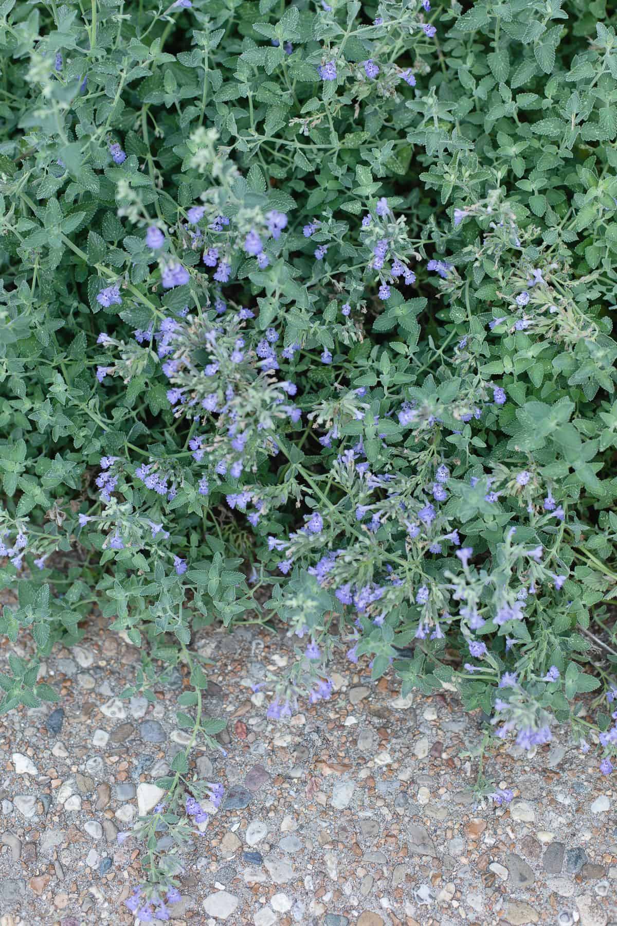 A bush of catmint next to a pebbled sidewalk.