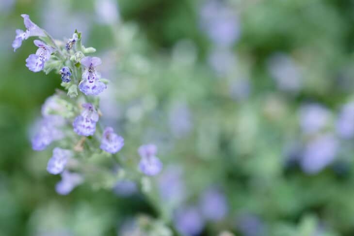 Easy to Grow Catmint (Nepeta Faassenii) | Julie Blanner