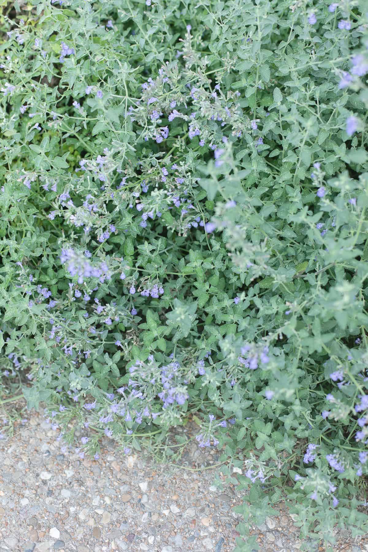 A bush of catmint next to a pebbled sidewalk.