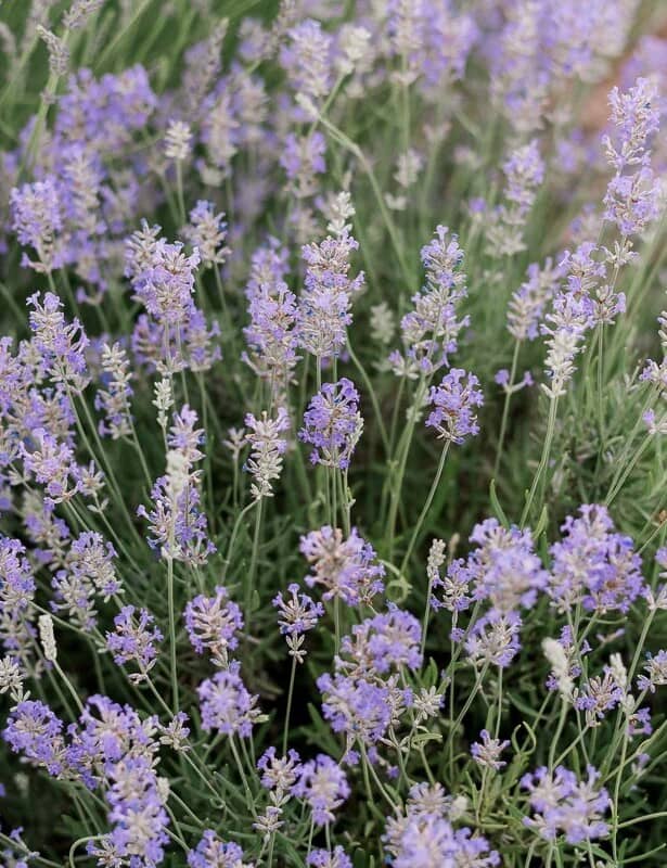 A bush of English lavender (also called lavandula angustifolia)