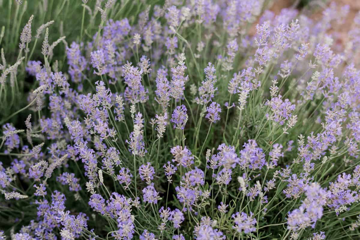 lavandula angustifolia jean davis