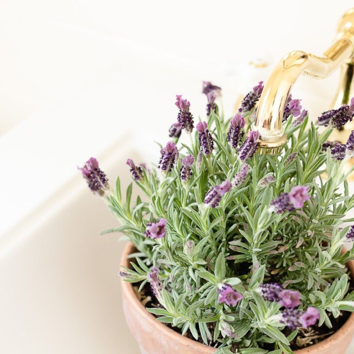 Lavandula Stoechas (French lavender) in a clay pot being watered in a white sink.