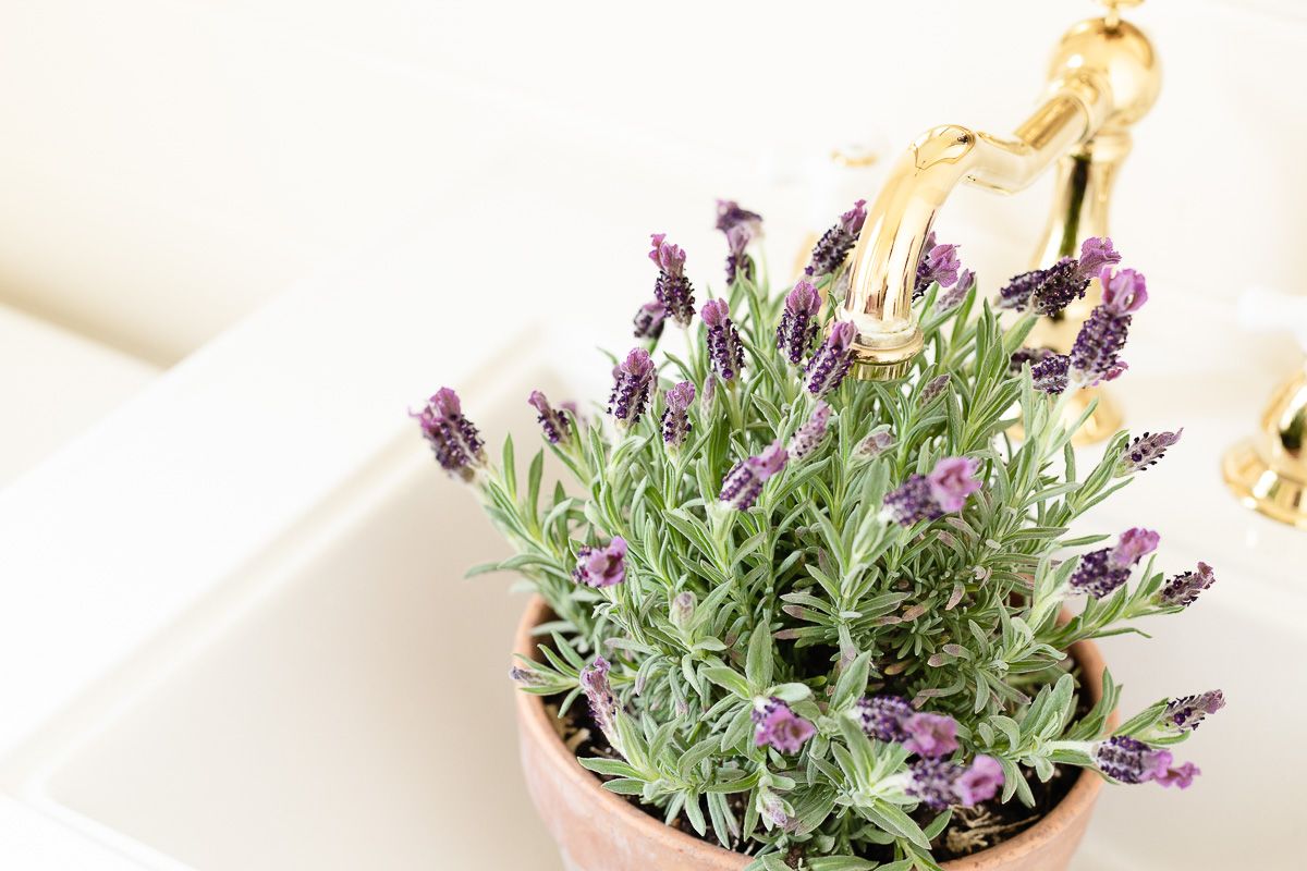 Lavandula Stoechas (French lavender) in a clay pot being watered in a white sink.