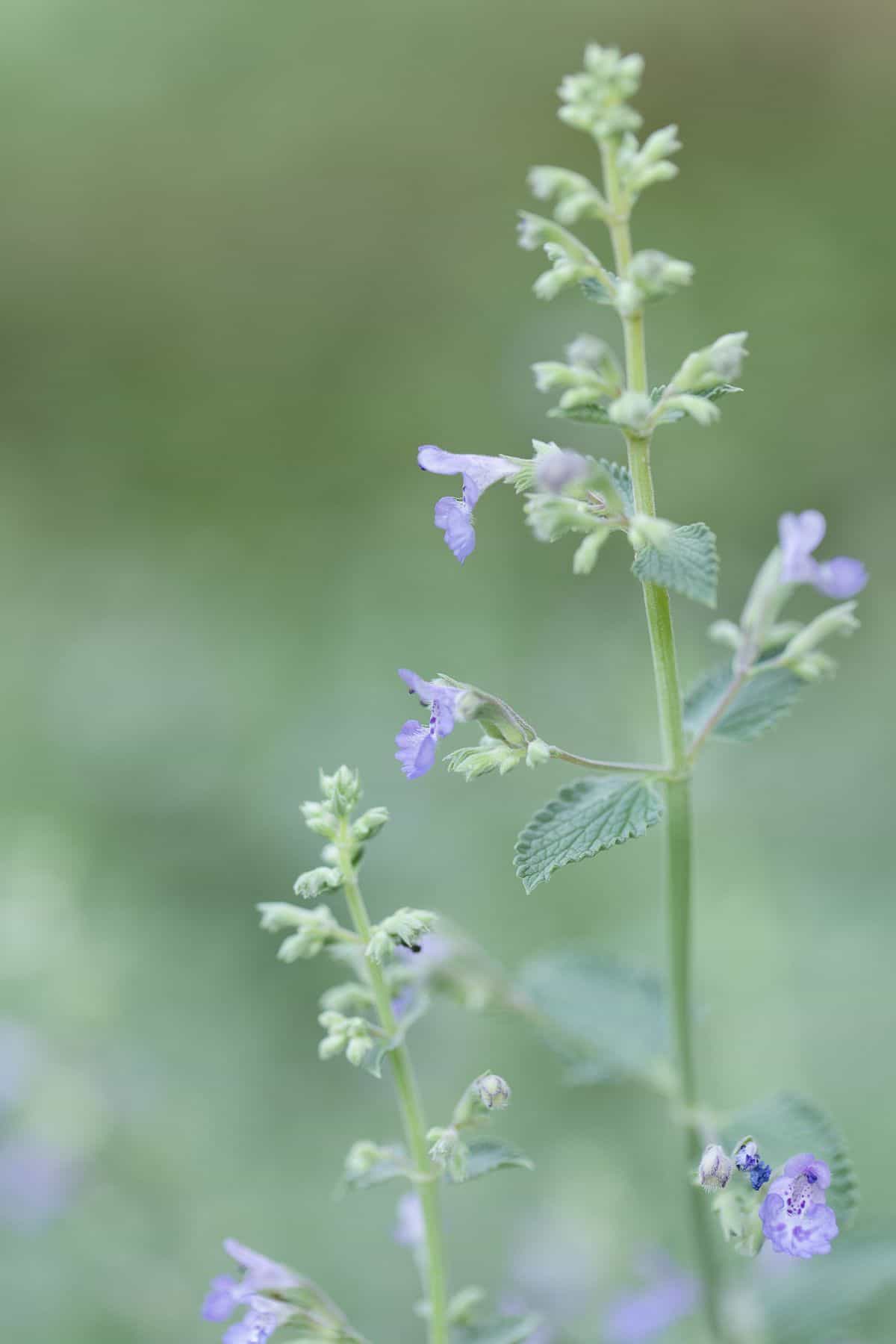 A close up of the soft lavender blue blooms of catmint (nepeta faassenii)