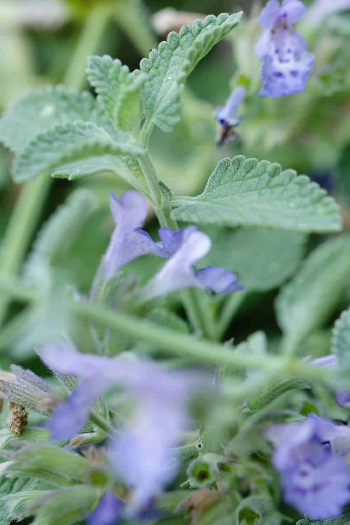 A close up of the soft lavender blue blooms of catmint (nepeta faassenii)