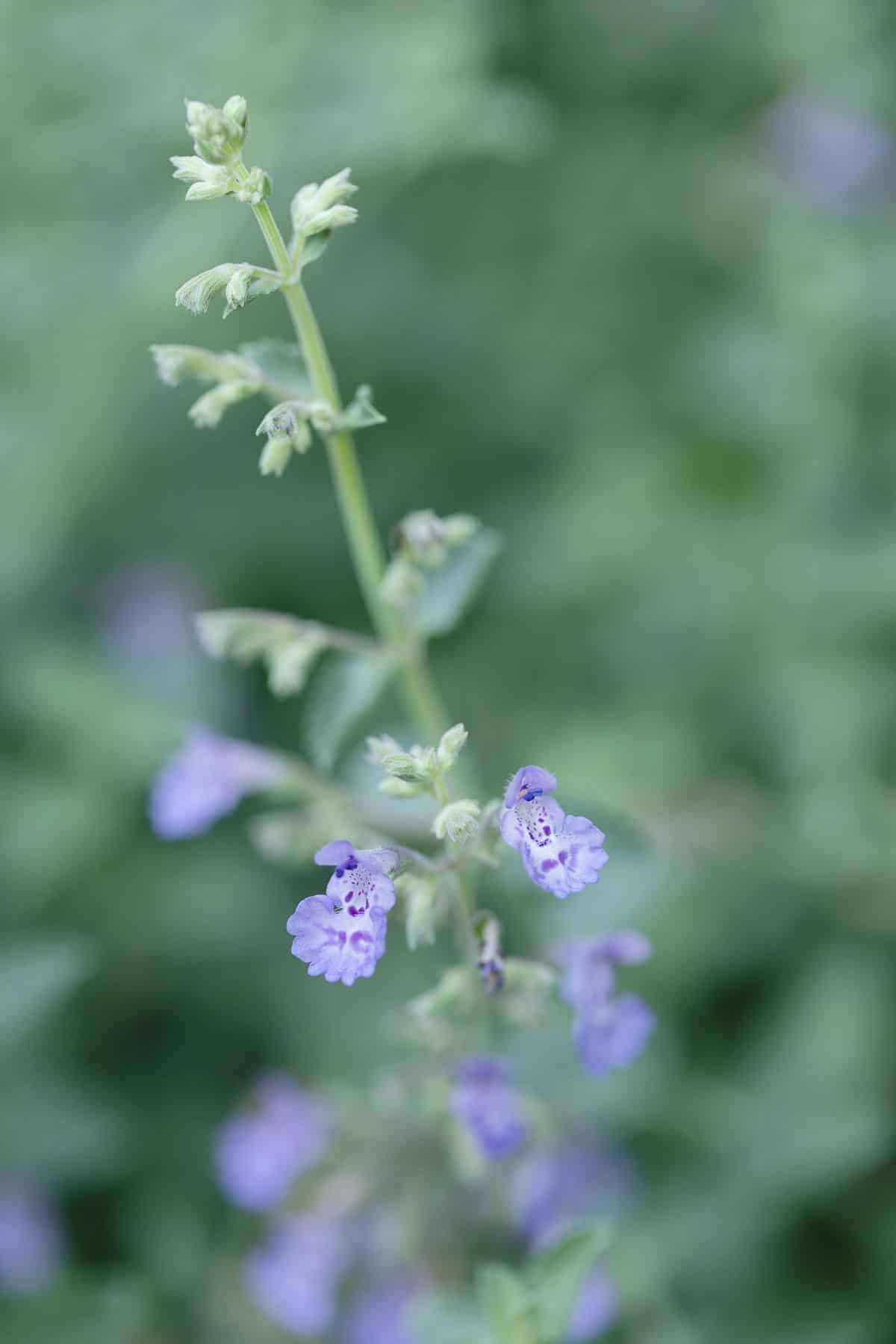 A close up of the soft lavender blue blooms of catmint (nepeta faassenii)