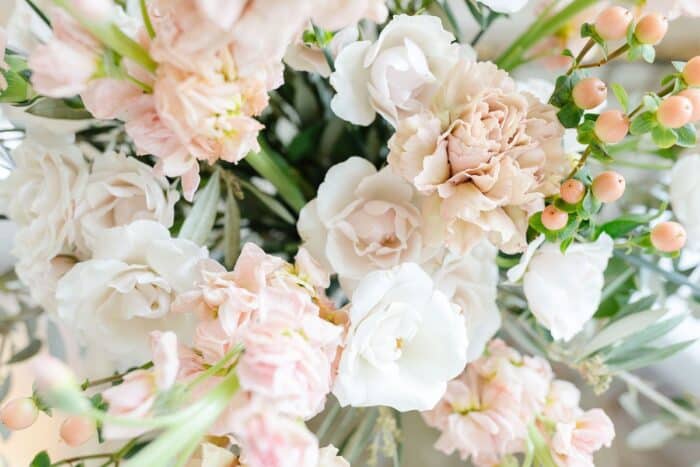 Close up of antique carnation dianthus caryophyllus and more blooms in shades of beige and cream.