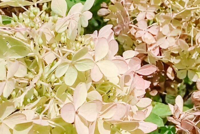 A close up of a limelight hydrangea tree.