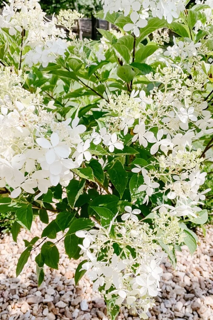 A close up of a limelight hydrangea tree.