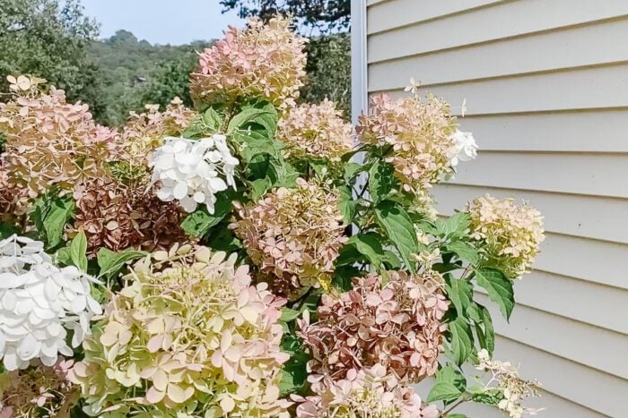 The blooms of a limelight hydrangea tree at various stages of ddevelopment, a home in the background.
