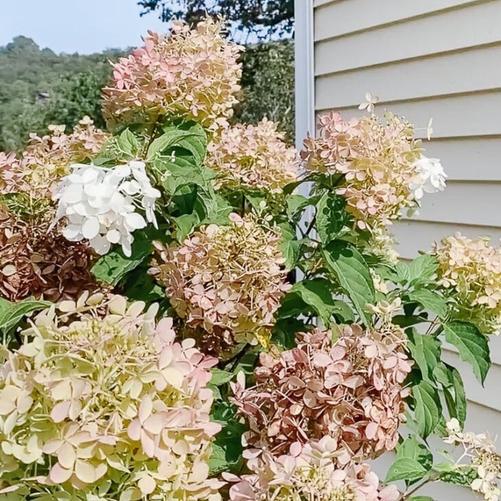 The blooms of a limelight hydrangea tree at various stages of ddevelopment, a home in the background.
