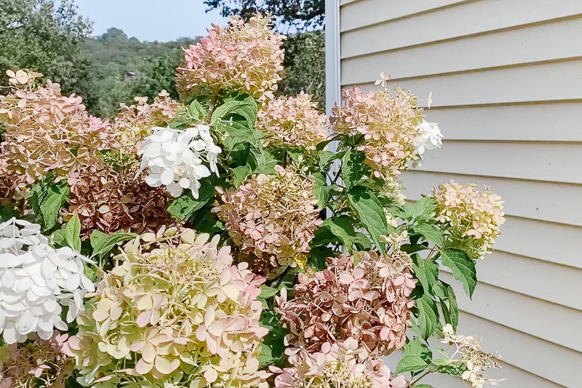 Image of Hydrangea tree in the fall