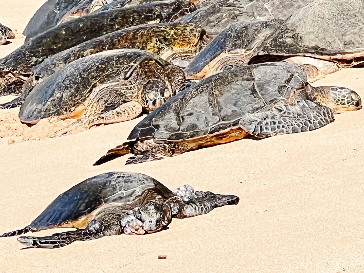 Sea turtles in the sand on a beach