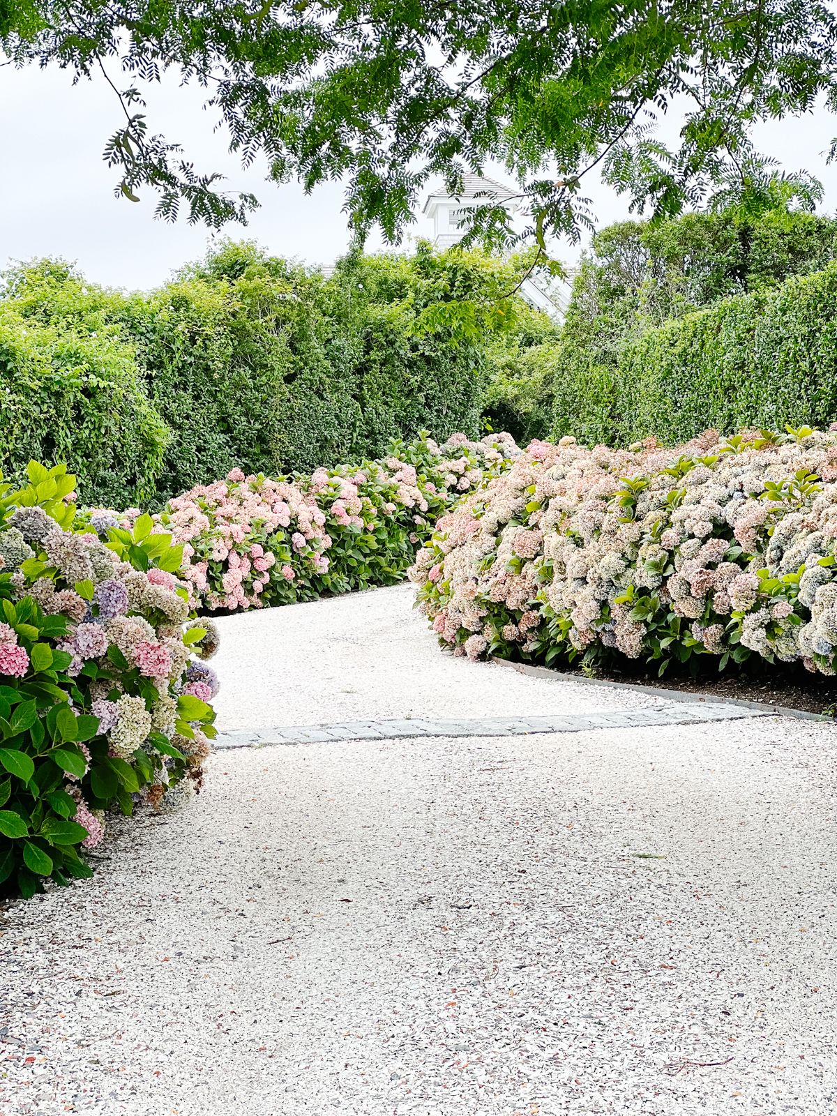 A driveway lined with Hydrangeas, as part of a photo guide to Things to do on Nantucket island