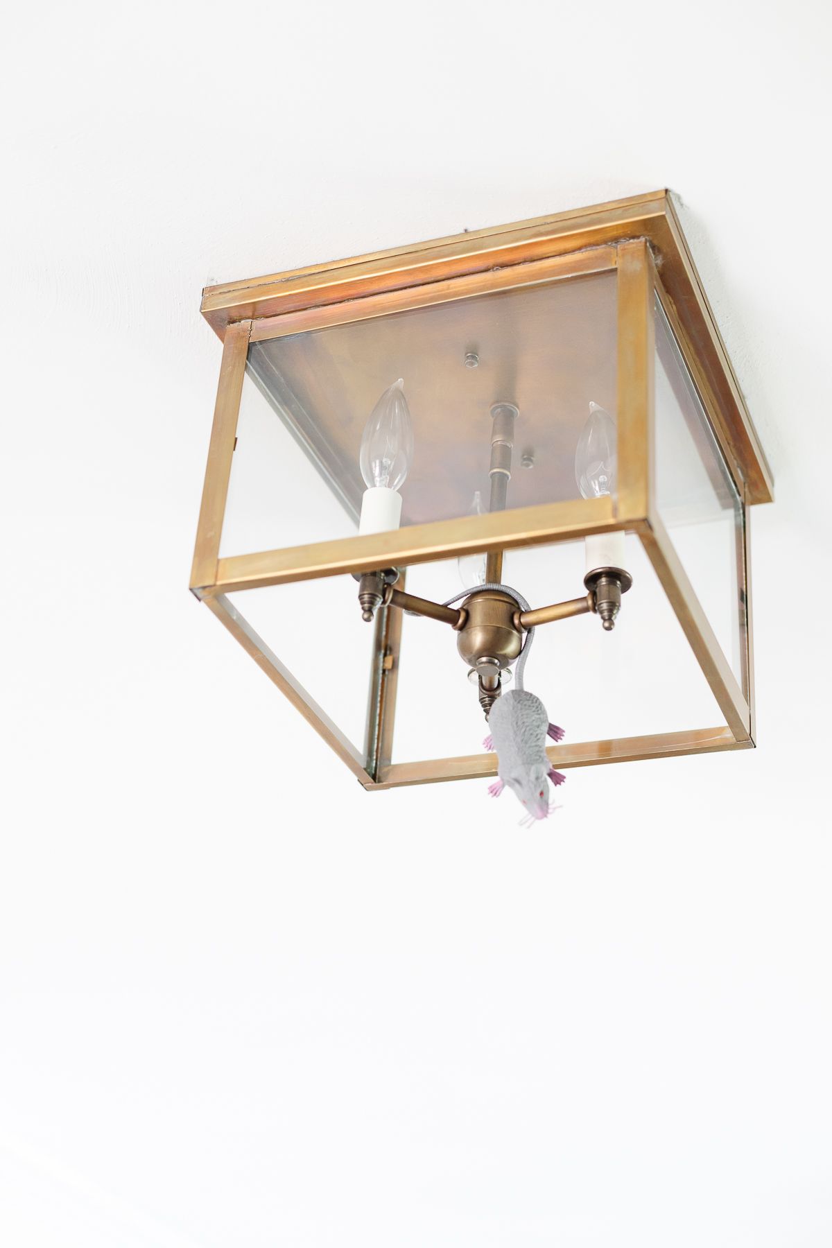 A brass light fixture with a gray mouse hanging from it for Halloween decor