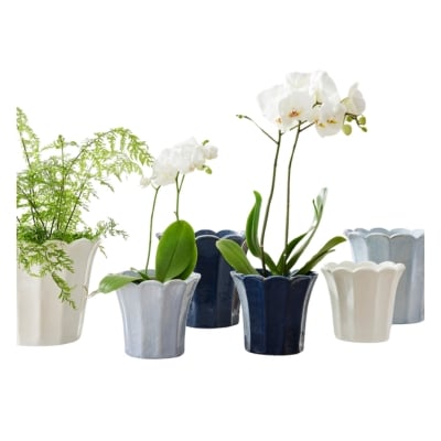 Several white and blue pots with scalloped decor and white flowers.
