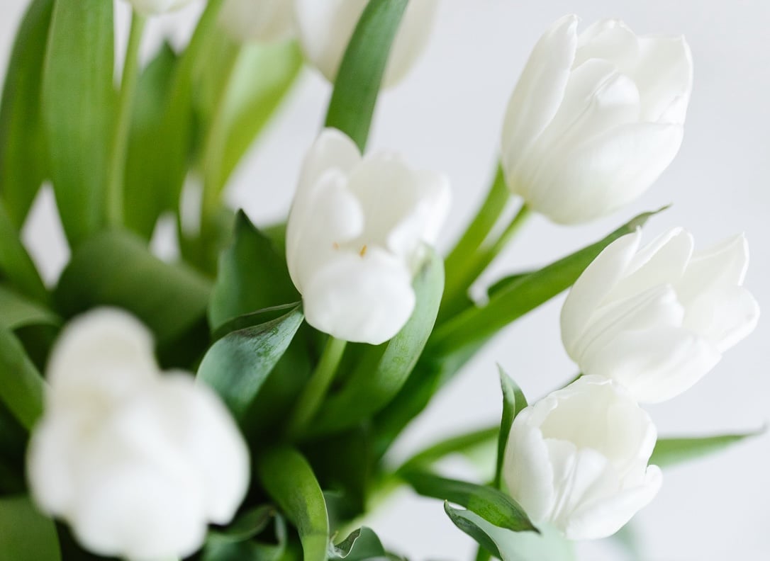 White tulip arrangement in a vase on a white background.