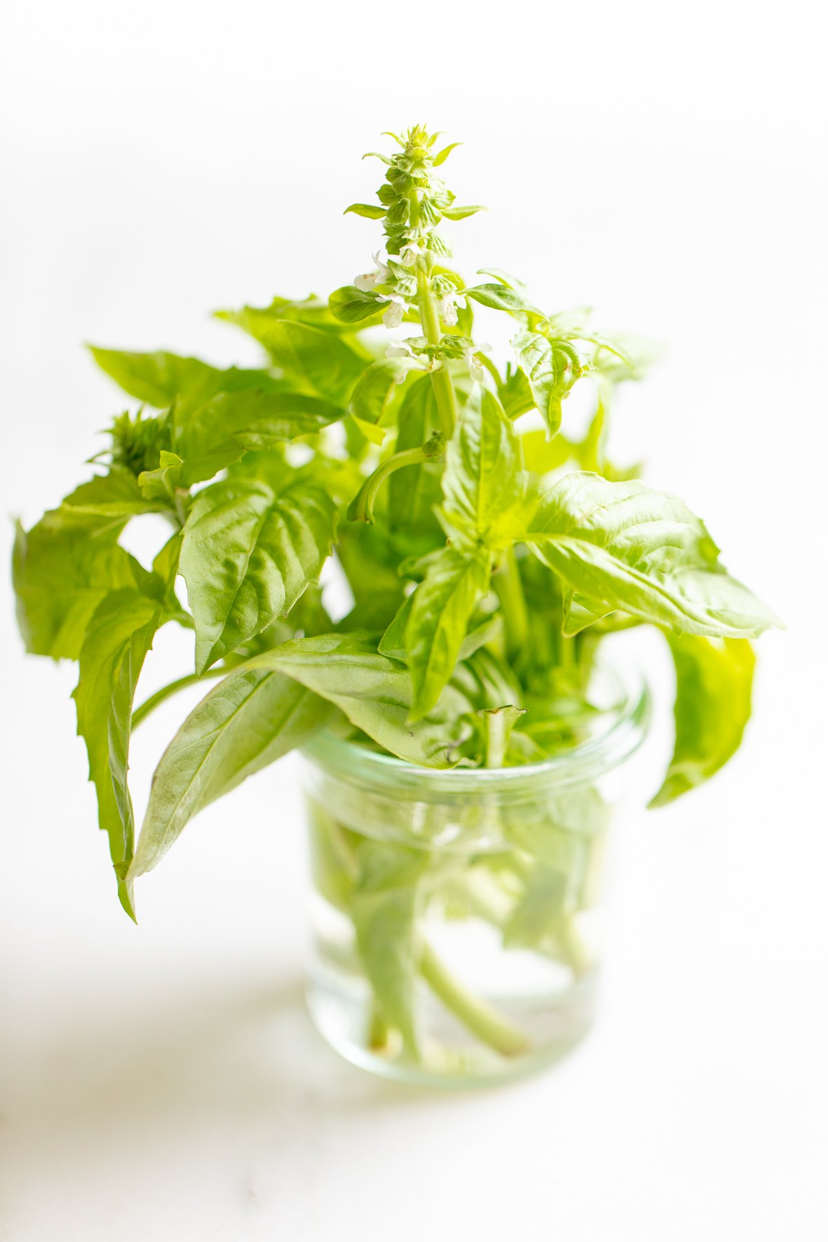 A small glass jar with fresh basil stems inside. 