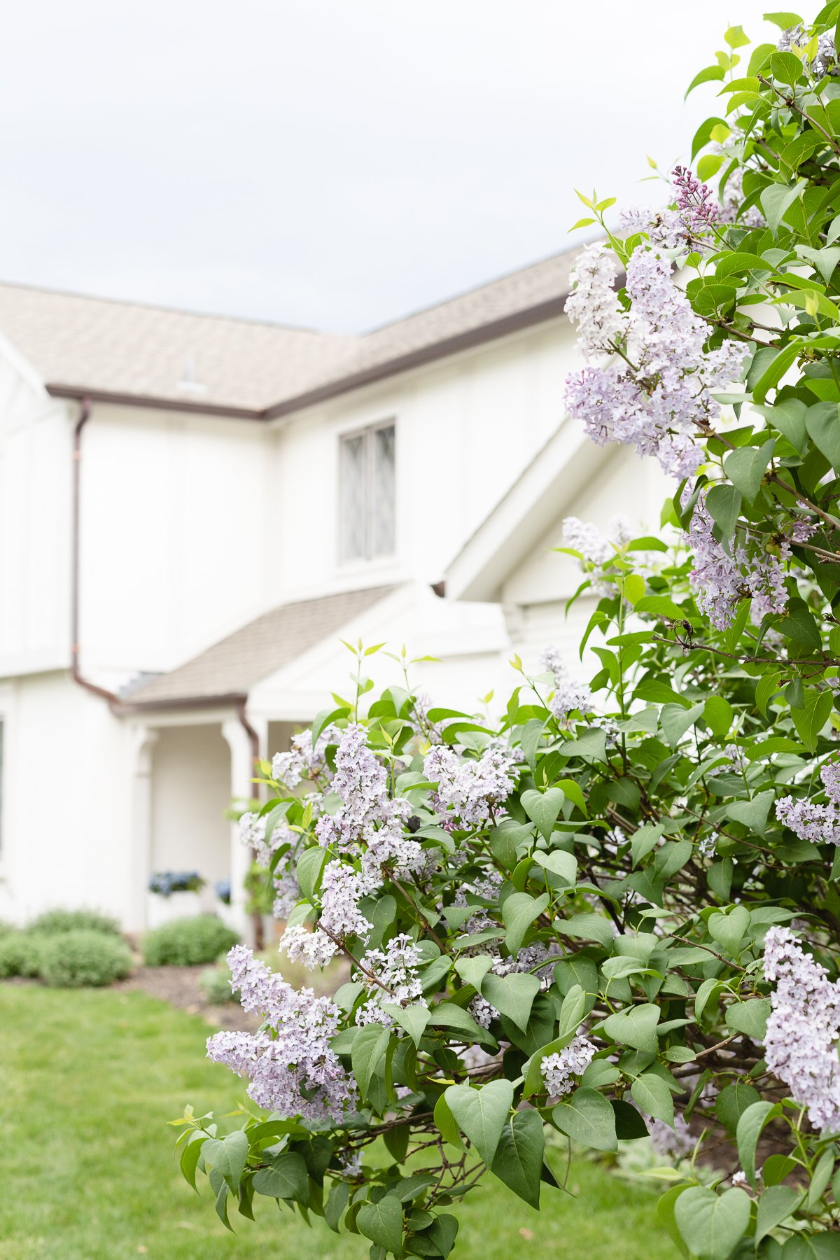 lavender bushes