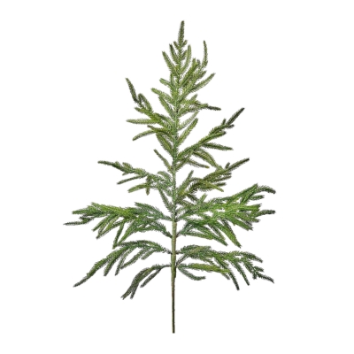 A green Norfolk pine on a white background.